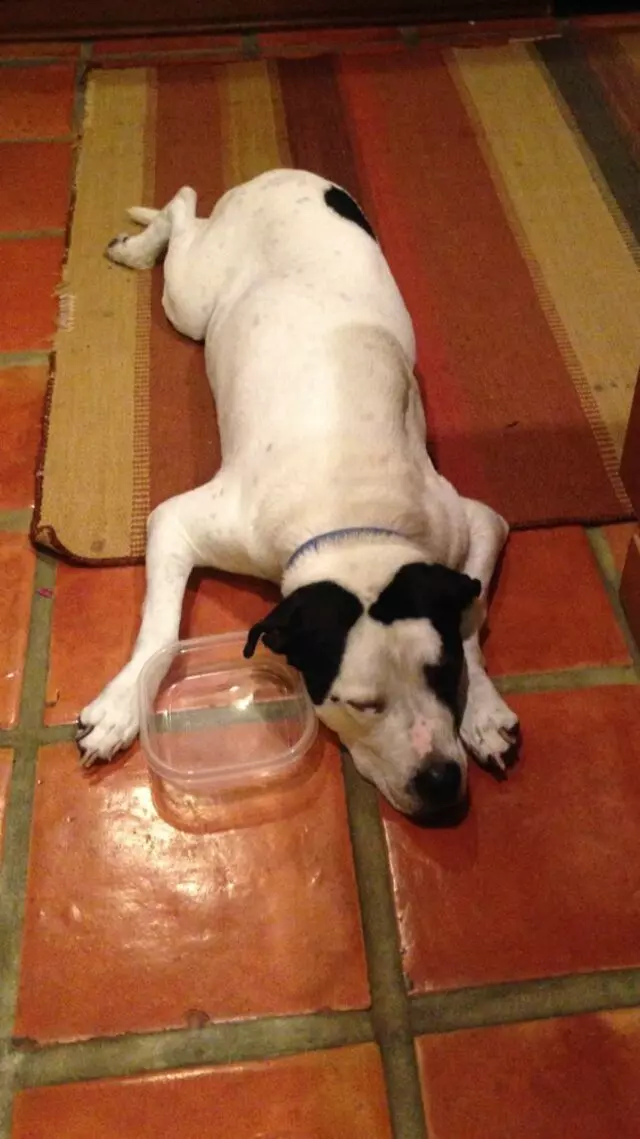 Austin In Home Pet Sitting