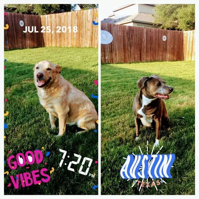 Austin In Home Pet Sitting