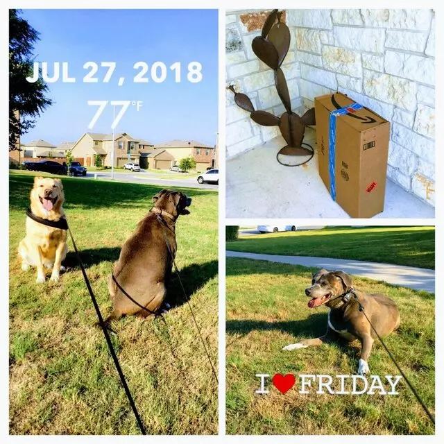 Austin In Home Pet Sitting