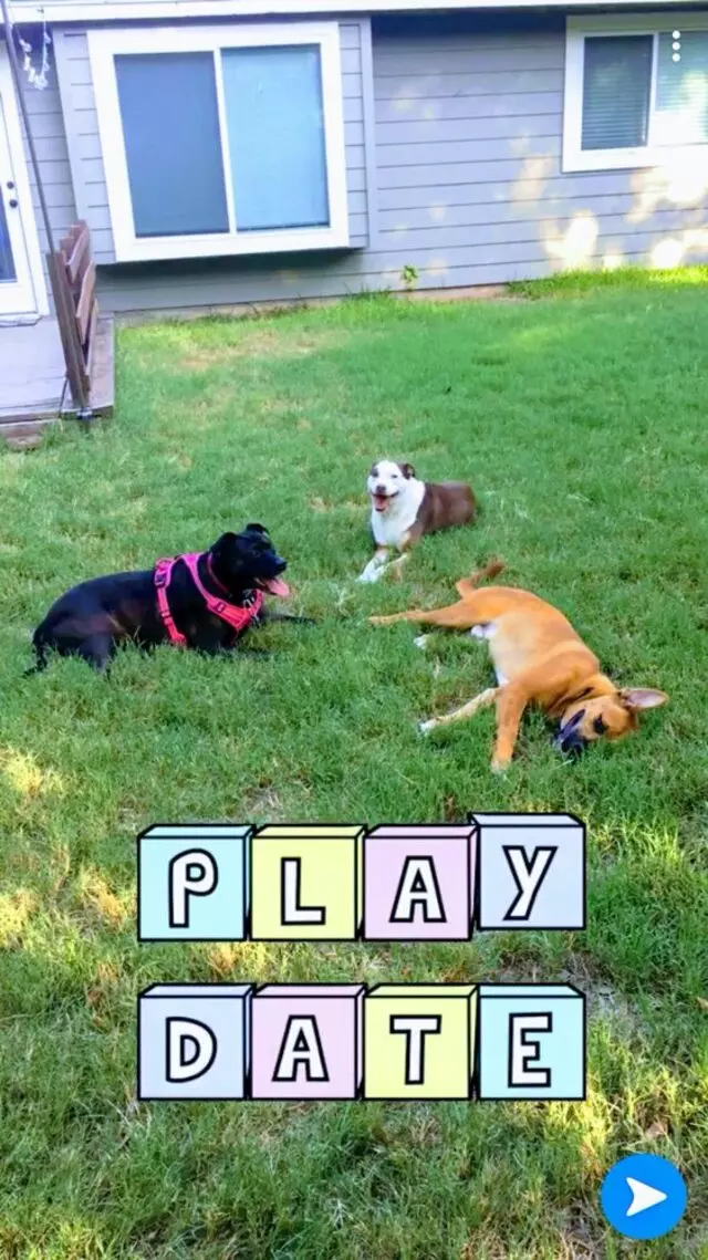 Austin In Home Pet Sitting