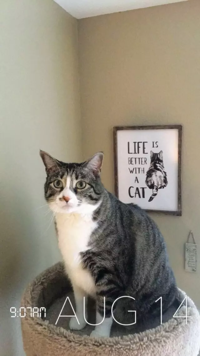 Austin In Home Pet Sitting