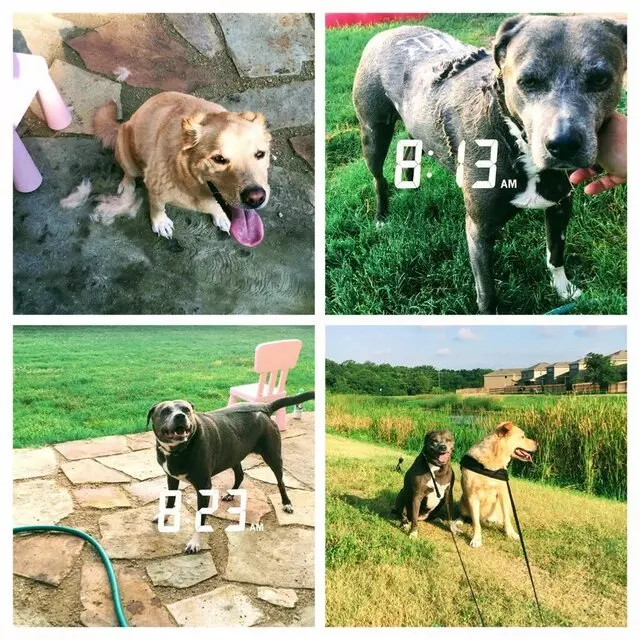 Austin In Home Pet Sitting