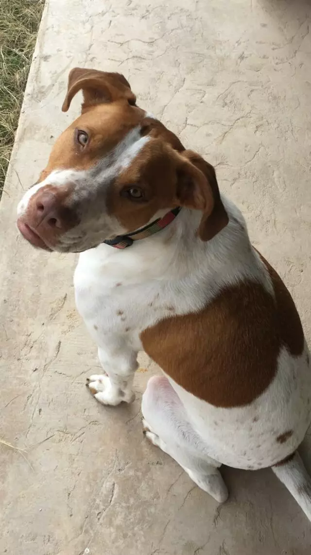 Austin In Home Pet Sitting