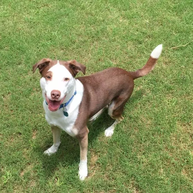 Austin In Home Pet Sitting