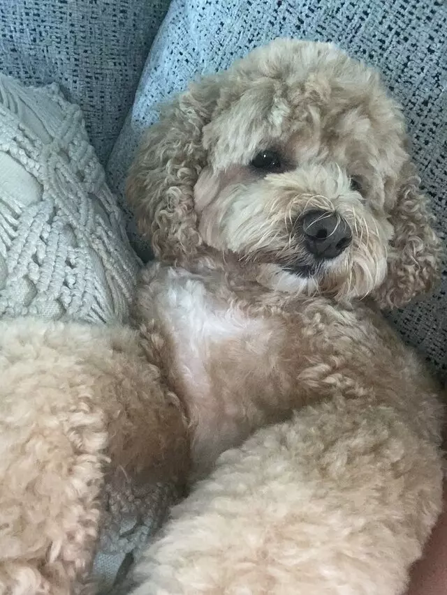 Ahwoof  Mobile Pet Grooming