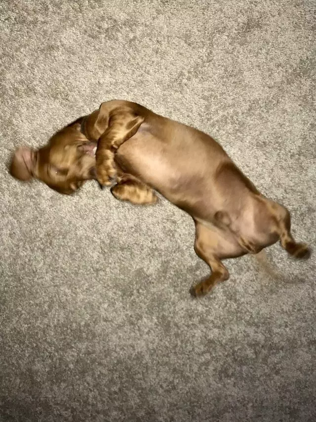The Pawsitive Pet Life