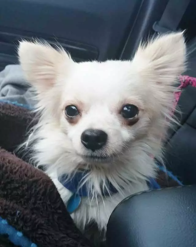 Ay Chihuahua Rescue