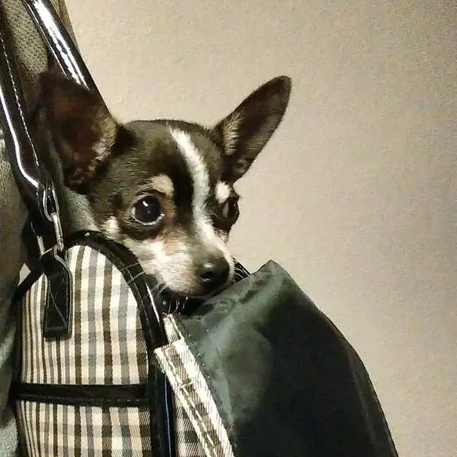 Ay Chihuahua Rescue
