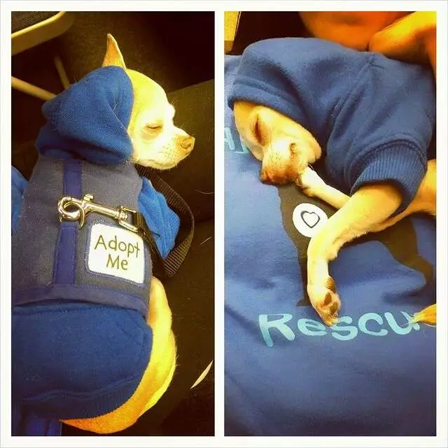 Ay Chihuahua Rescue