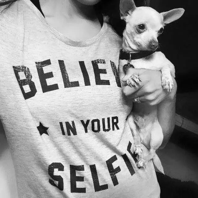 Ay Chihuahua Rescue