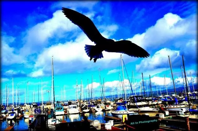 All In Photography