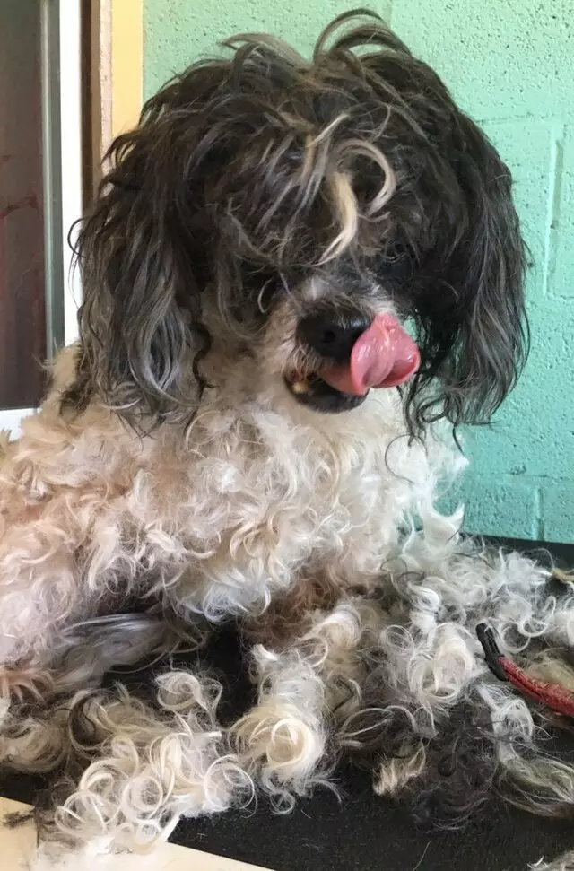 All Breed Dog Grooming