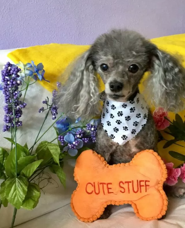 All Breed Dog Grooming