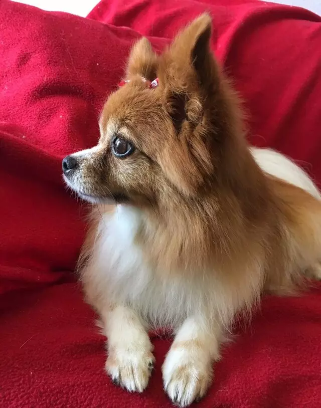 All Breed Dog Grooming