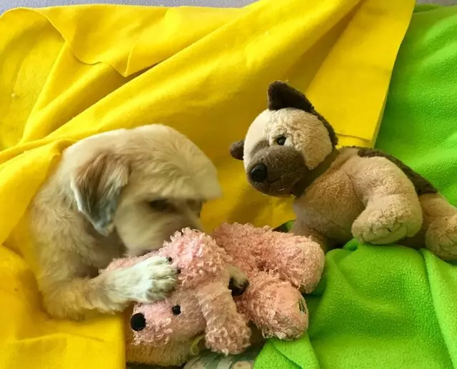 All Breed Dog Grooming