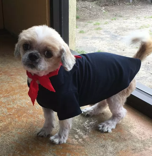 All Breed Dog Grooming
