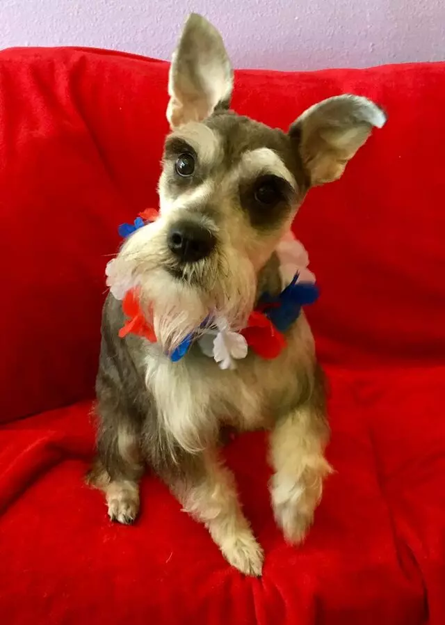 All Breed Dog Grooming