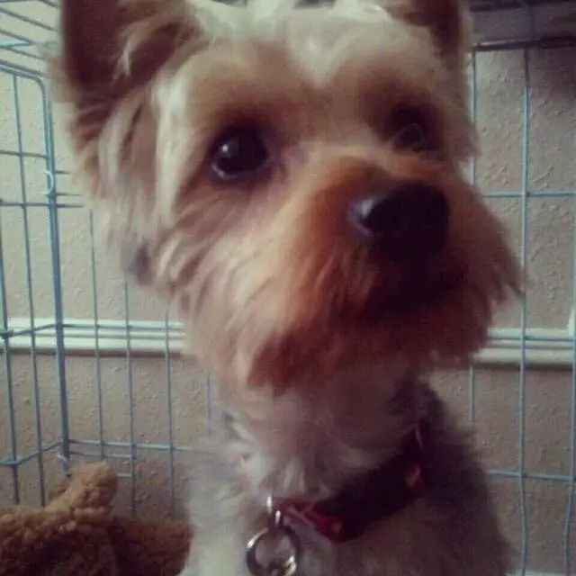 All Breed Dog Grooming