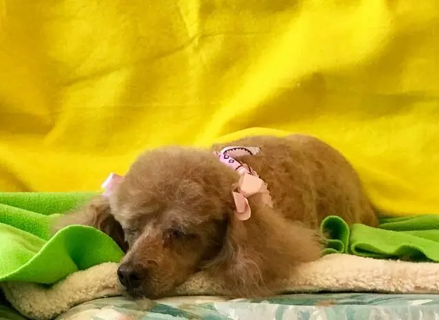 All Breed Dog Grooming