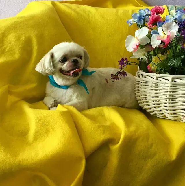 All Breed Dog Grooming