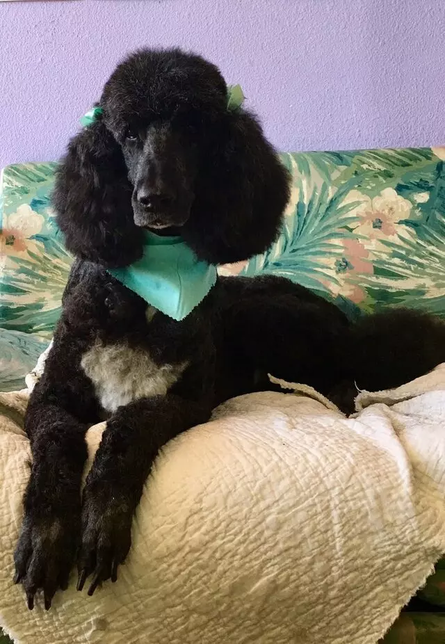 All Breed Dog Grooming