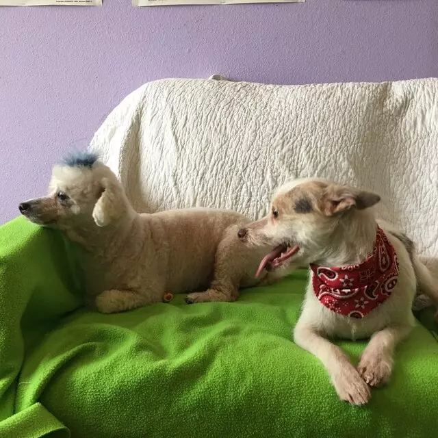 All Breed Dog Grooming
