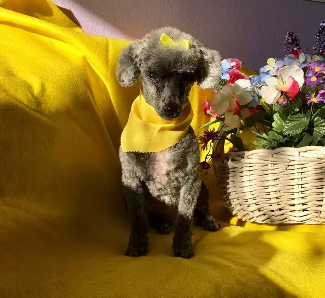 All Breed Dog Grooming
