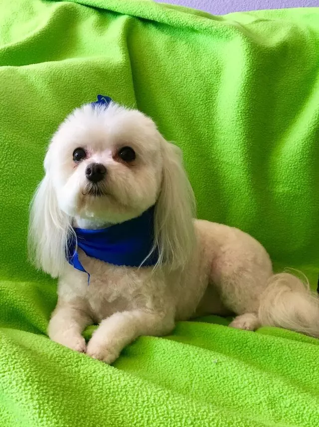 All Breed Dog Grooming