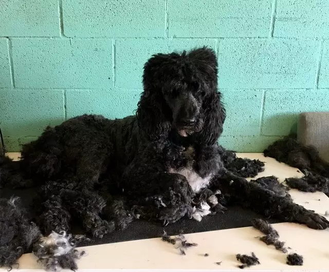 All Breed Dog Grooming