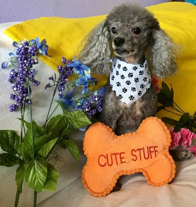 All Breed Dog Grooming