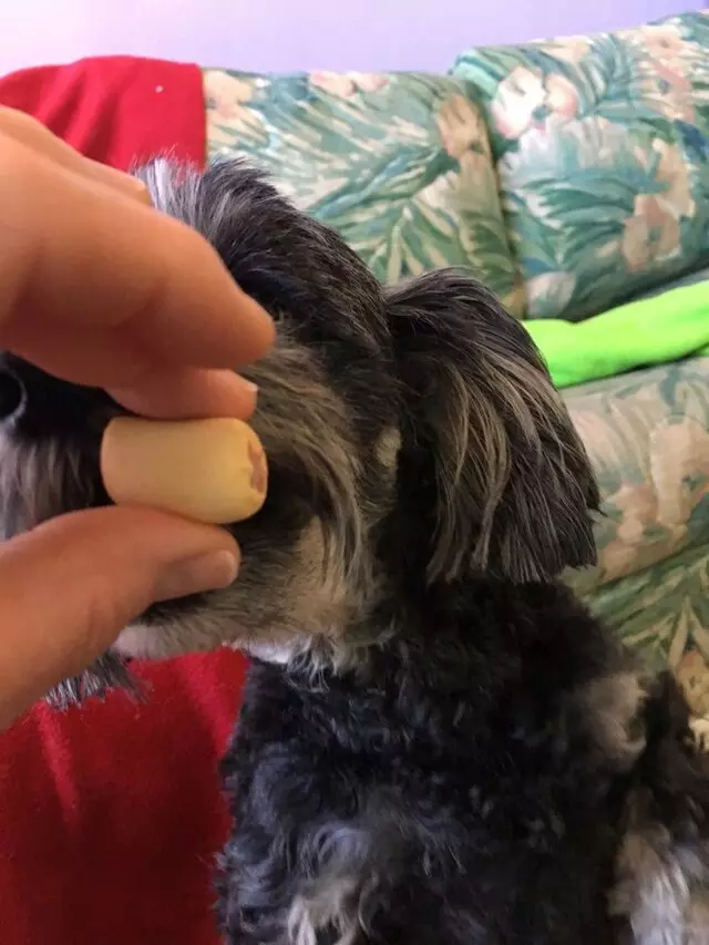 All Breed Dog Grooming