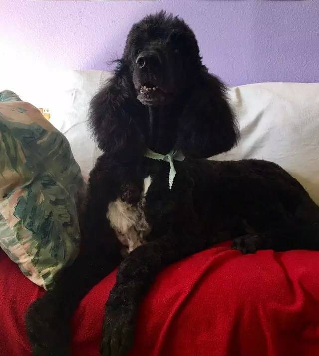 All Breed Dog Grooming