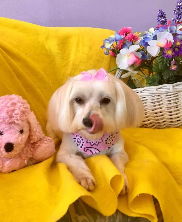All Breed Dog Grooming