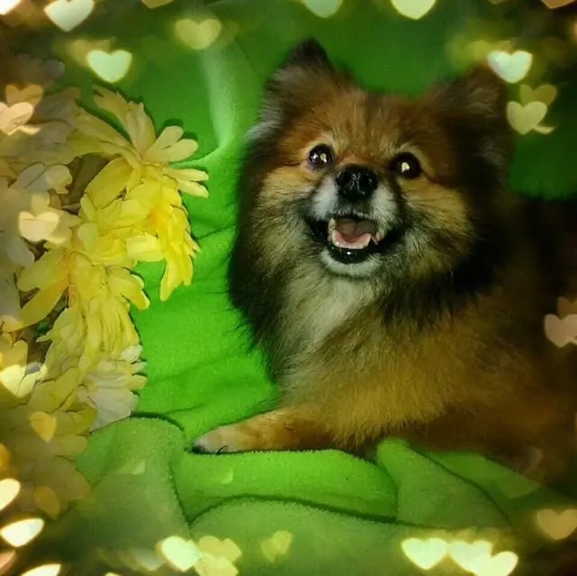 All Breed Dog Grooming