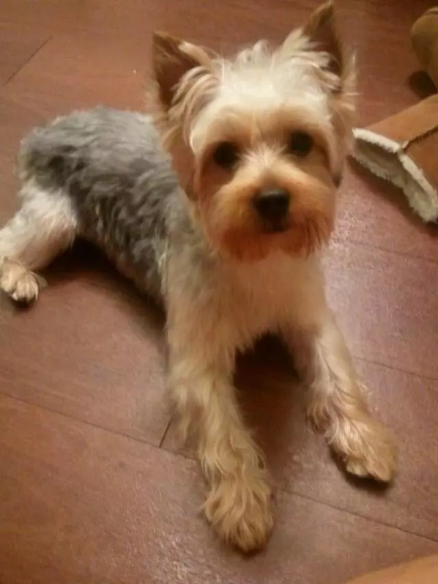 All Breed Dog Grooming