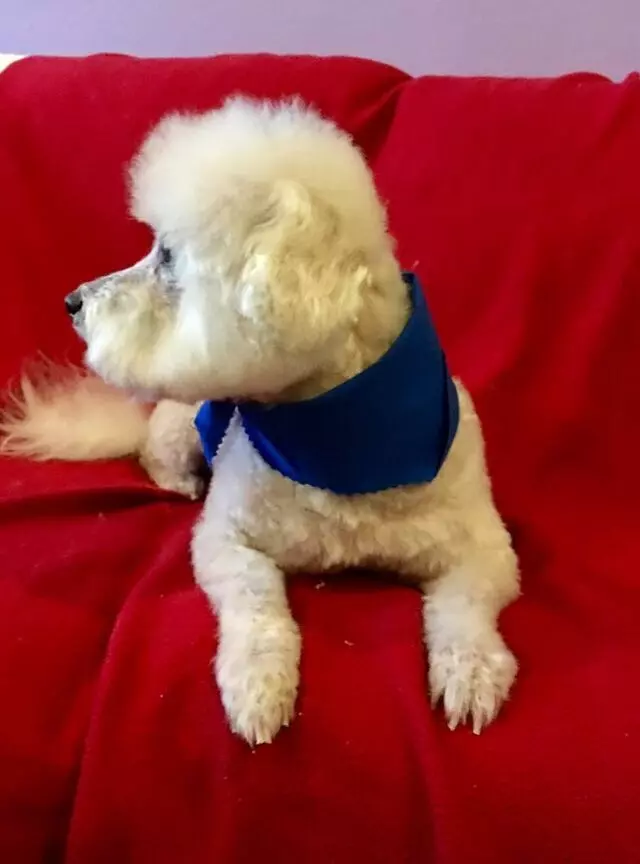 All Breed Dog Grooming