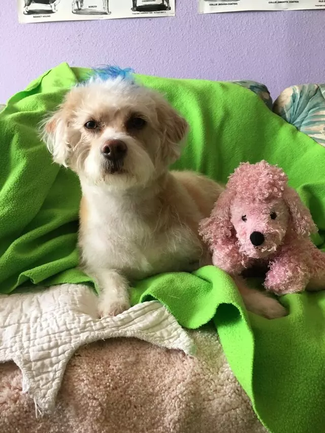 All Breed Dog Grooming