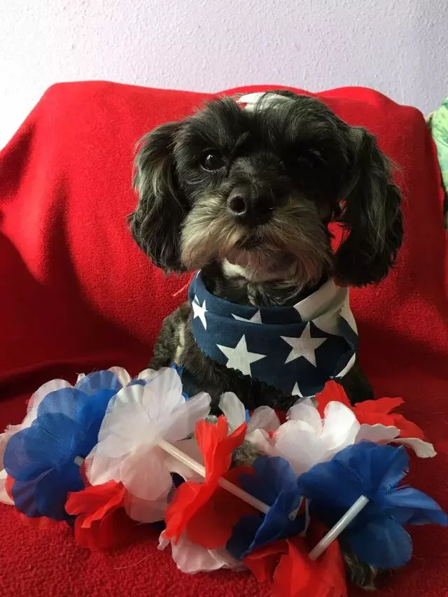 All Breed Dog Grooming