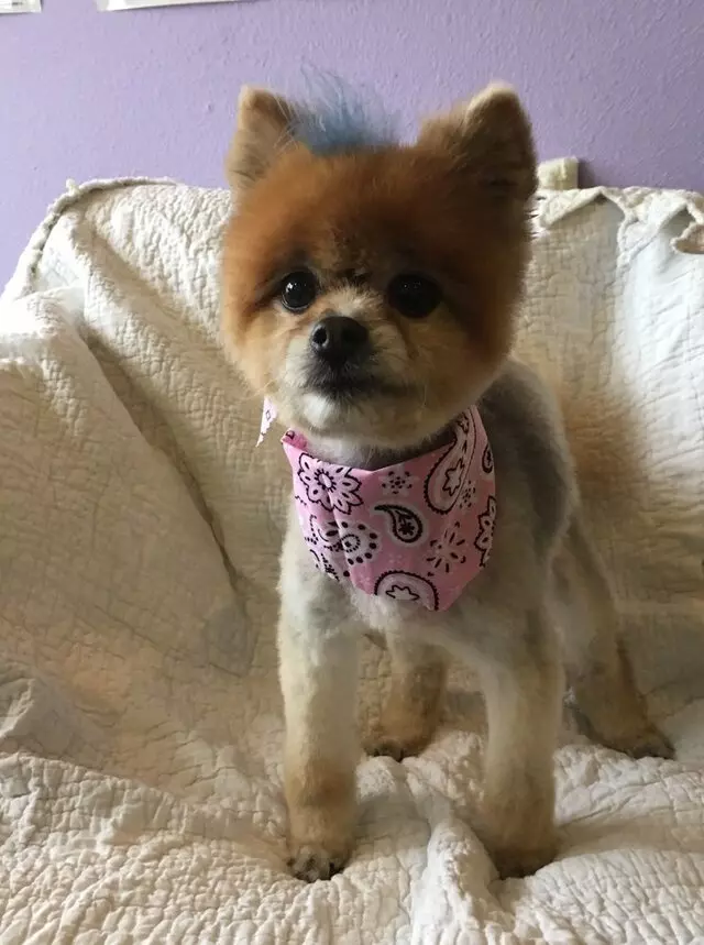 All Breed Dog Grooming