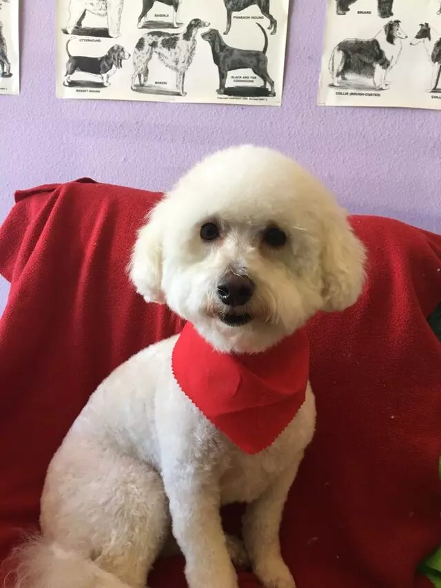 All Breed Dog Grooming