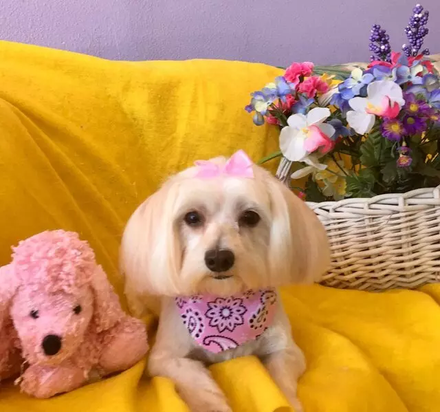 All Breed Dog Grooming