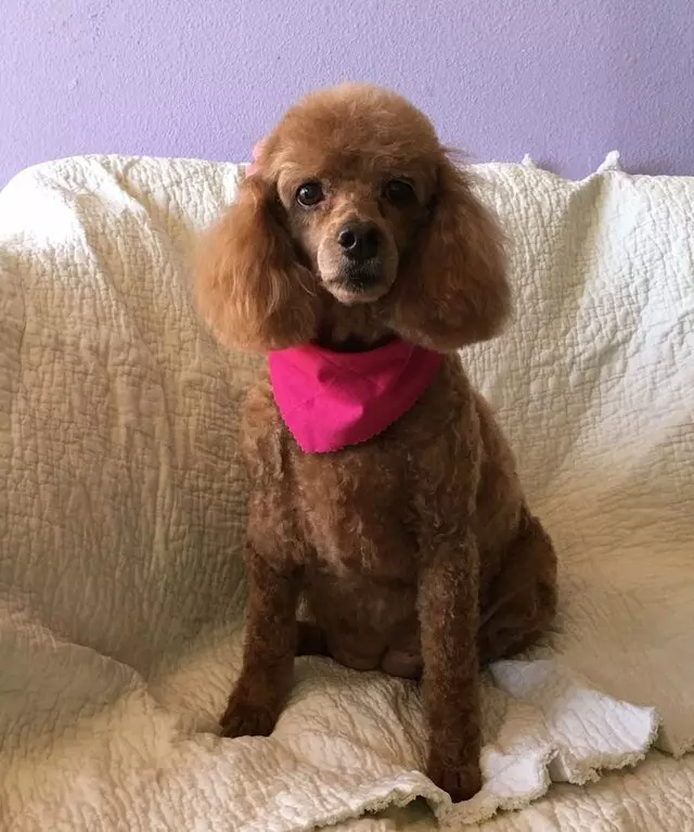 All Breed Dog Grooming