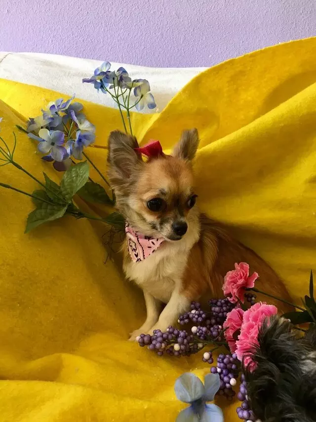 All Breed Dog Grooming