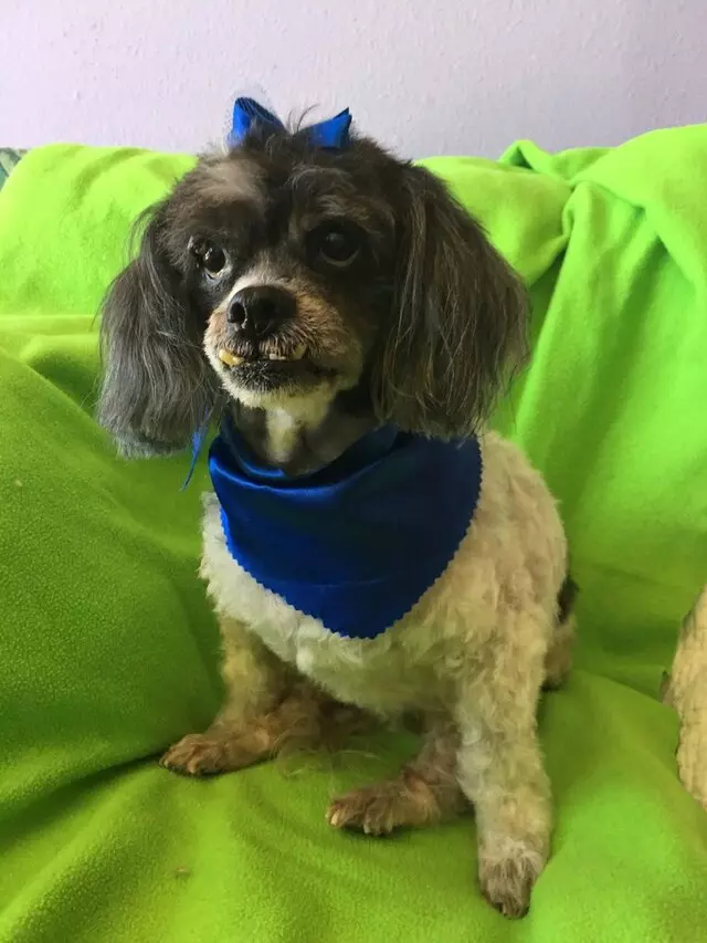 All Breed Dog Grooming