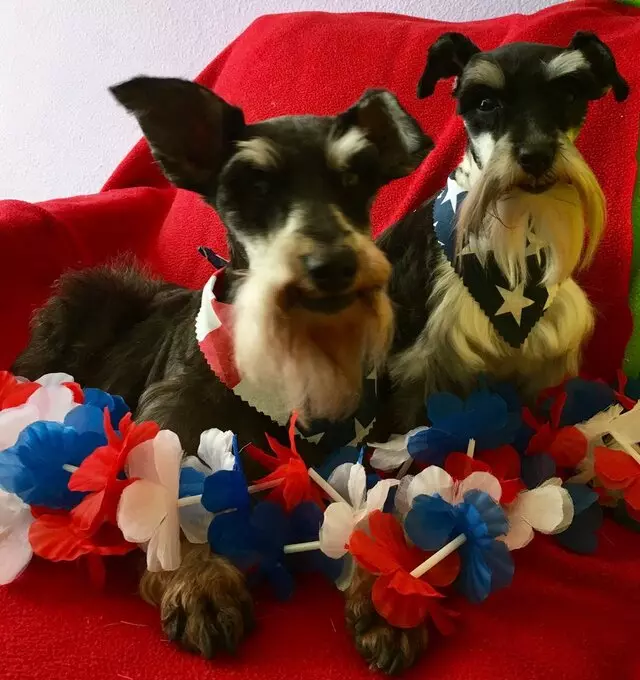 All Breed Dog Grooming
