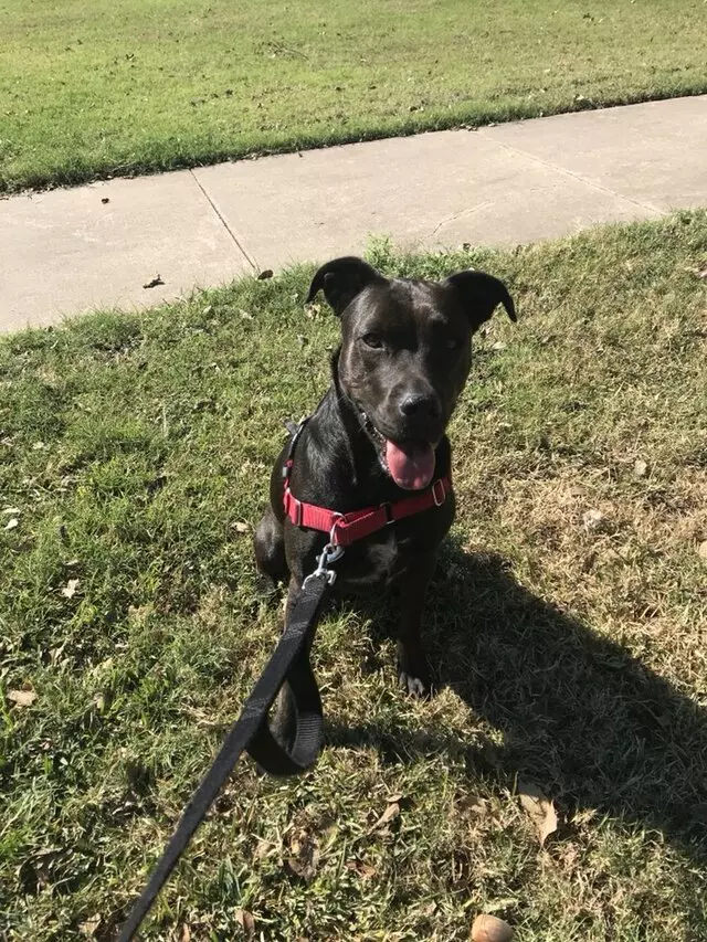 Austin’s Howlin’ Hounds Pet Services