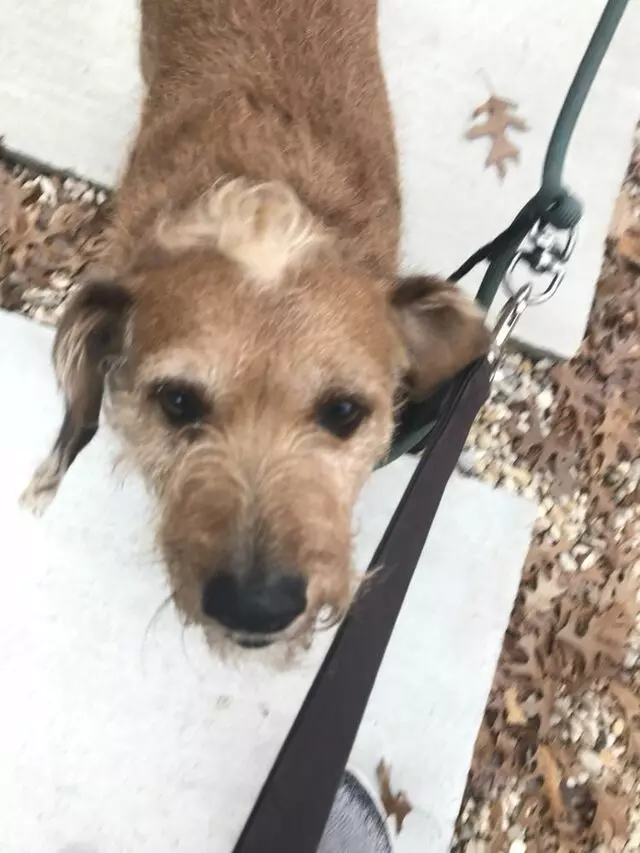 Austin’s Howlin’ Hounds Pet Services