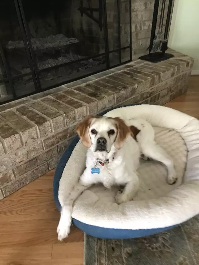 Austin’s Howlin’ Hounds Pet Services