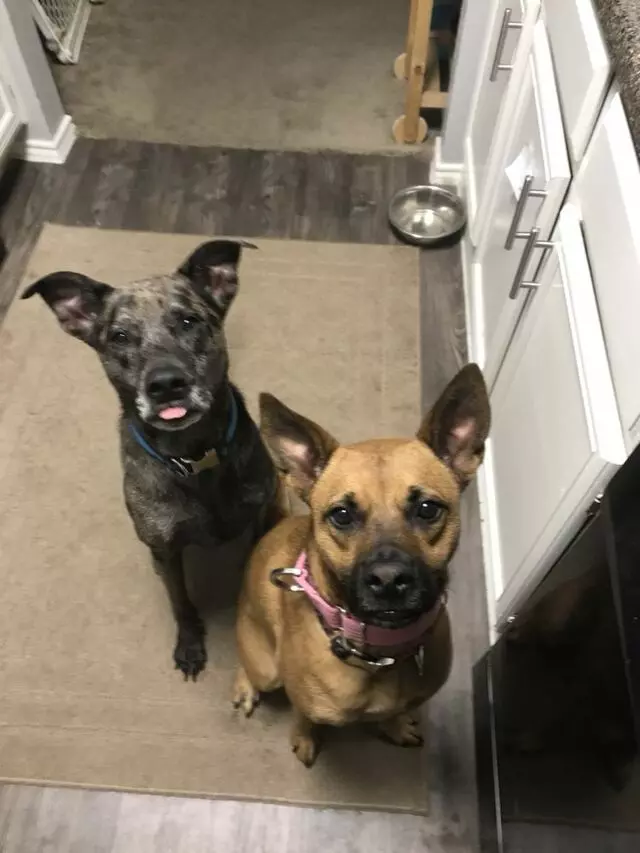 Austin’s Howlin’ Hounds Pet Services