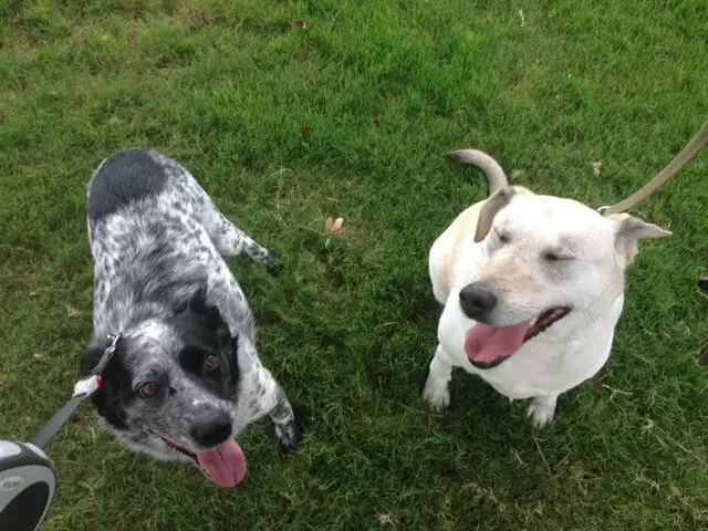 Austin’s Howlin’ Hounds Pet Services